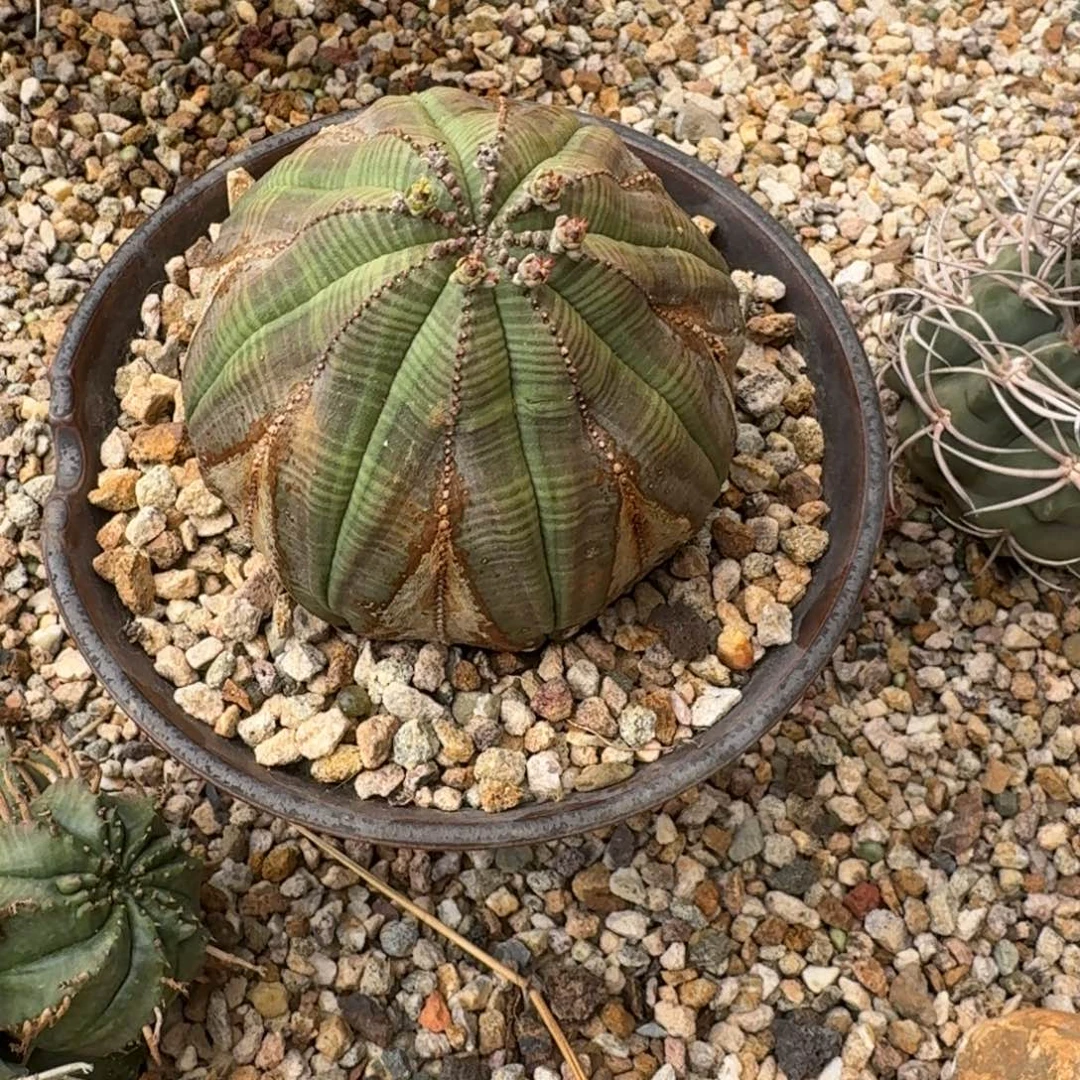 欧系布纹球1111111