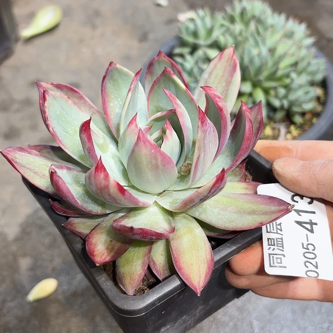 同温层多肉惊鸿413