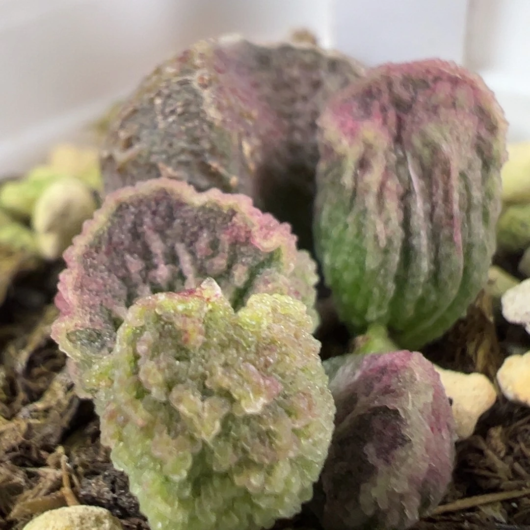 w细腻冰晶颗粒款实生新品