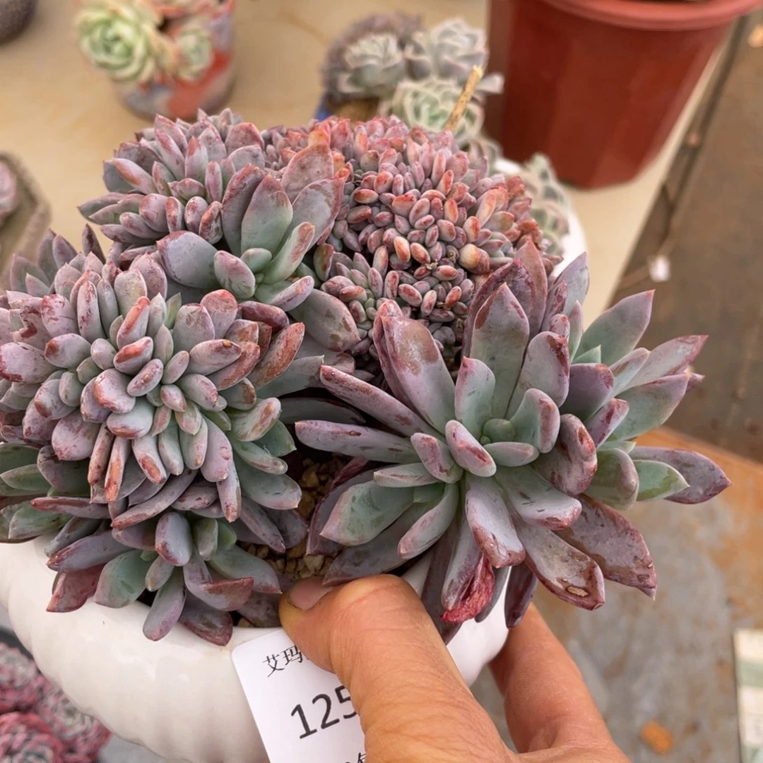 杂交缀多肉多肉253