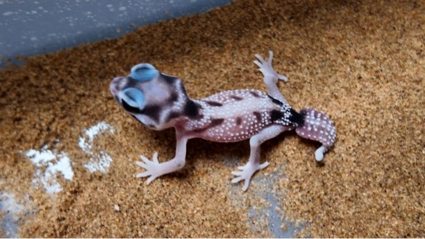 NLP 双隐  2个月苗