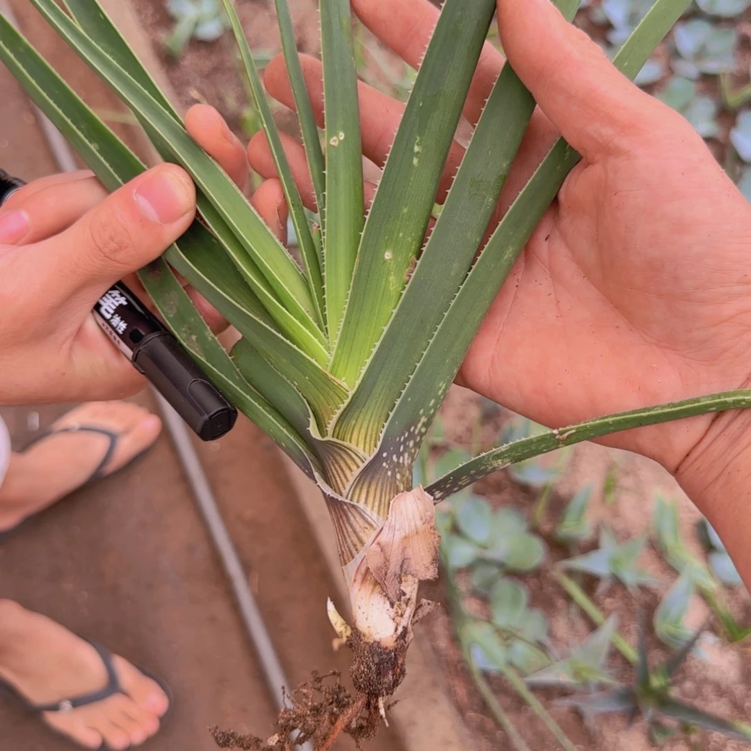 贪***比块根植物块根植物