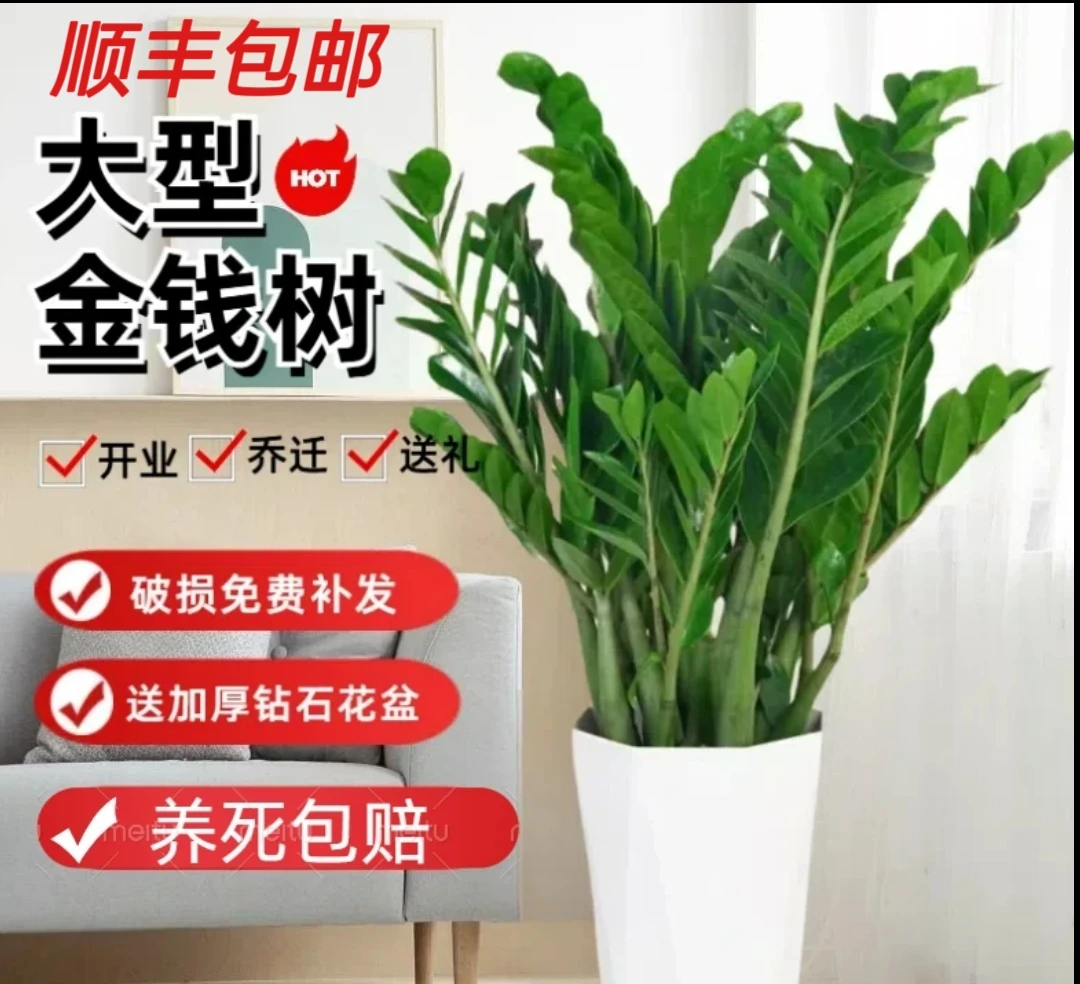250盆中型金钱树室内外客厅大绿植80cm好养四季常绿好养盆景
