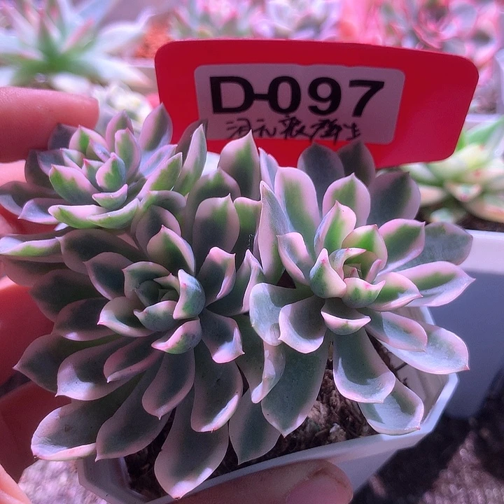 泪无痕群生覆轮锦有根