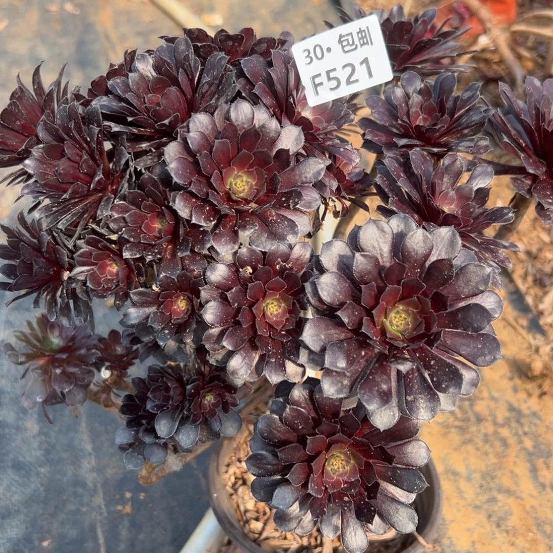 521黑铜多肉法师