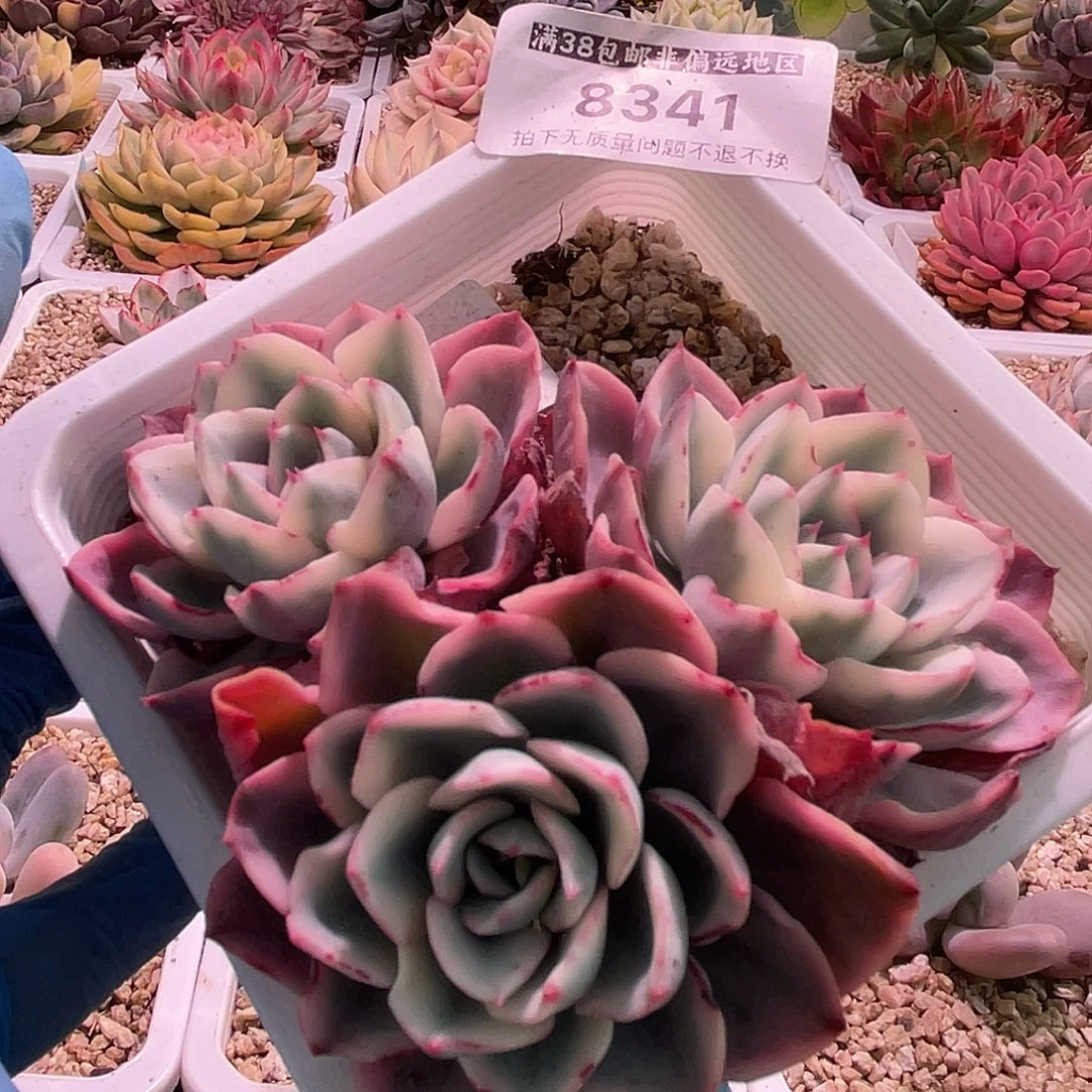 尚品园艺福利锦老桩8341