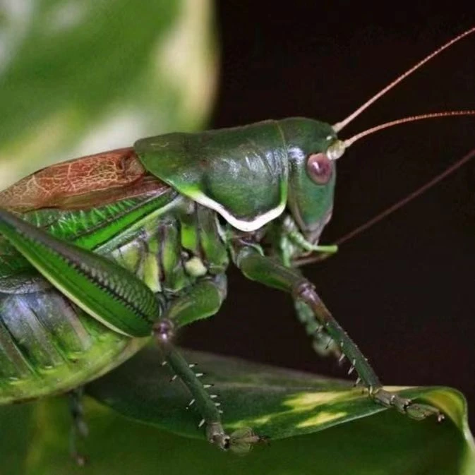 野籽山青蝈蝈大绿蝈蝈底版足叫声大包活到家