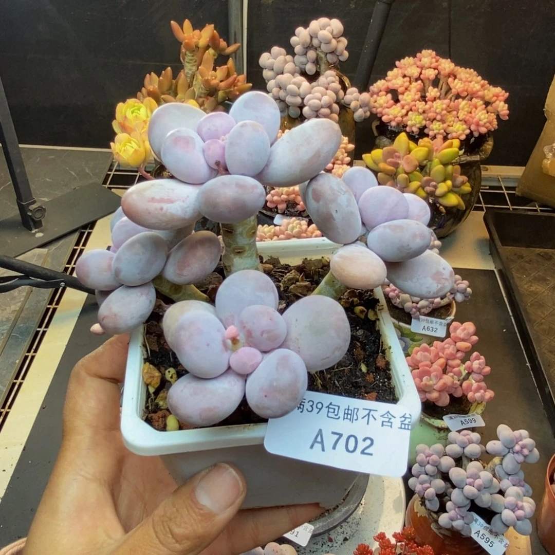 702水光针多肉9c m