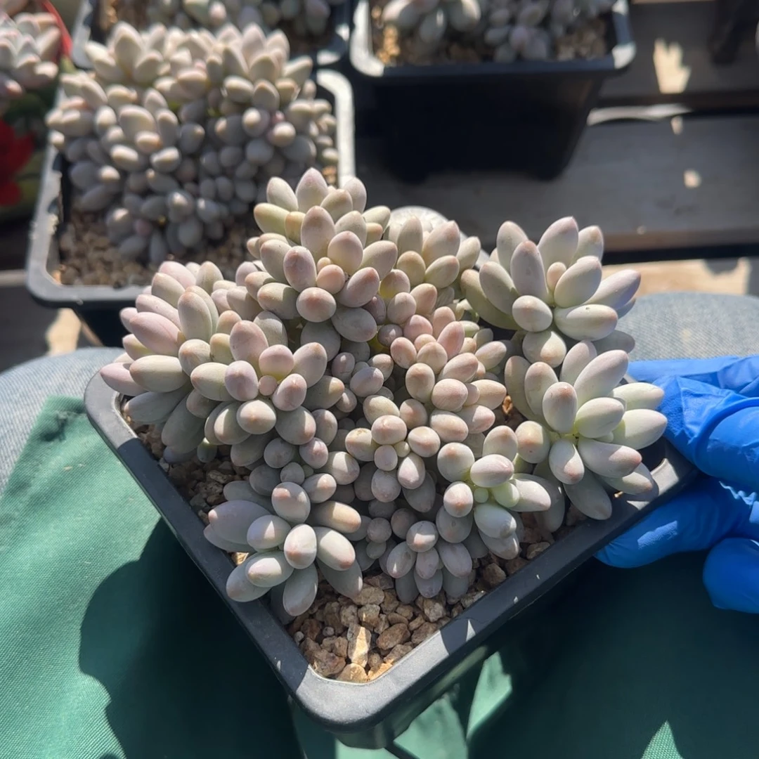 蜜多丽群生五十包邮老桩