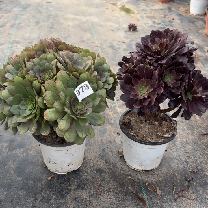 973万圣节➕欧紫包邮。