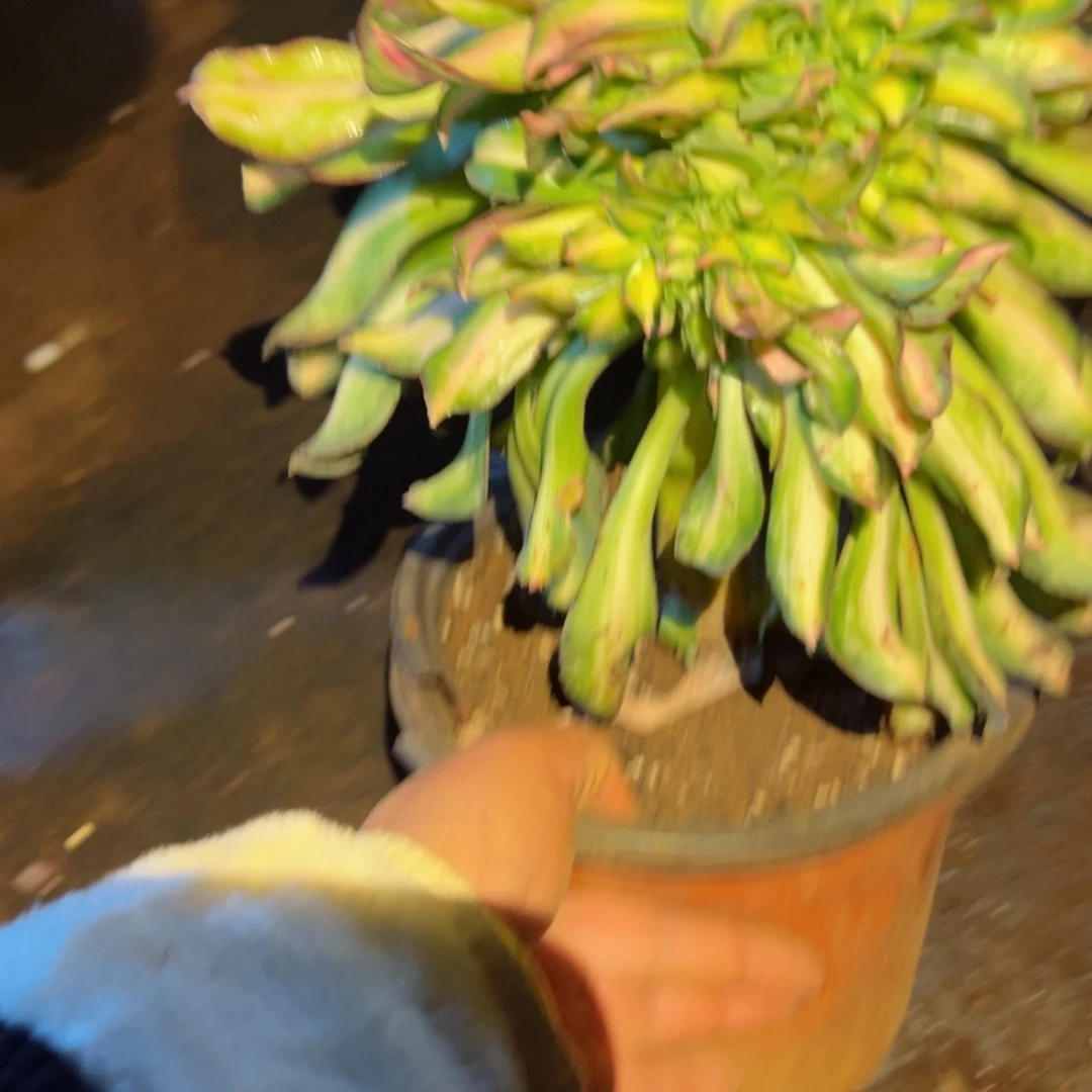 246 号多肉植物福利