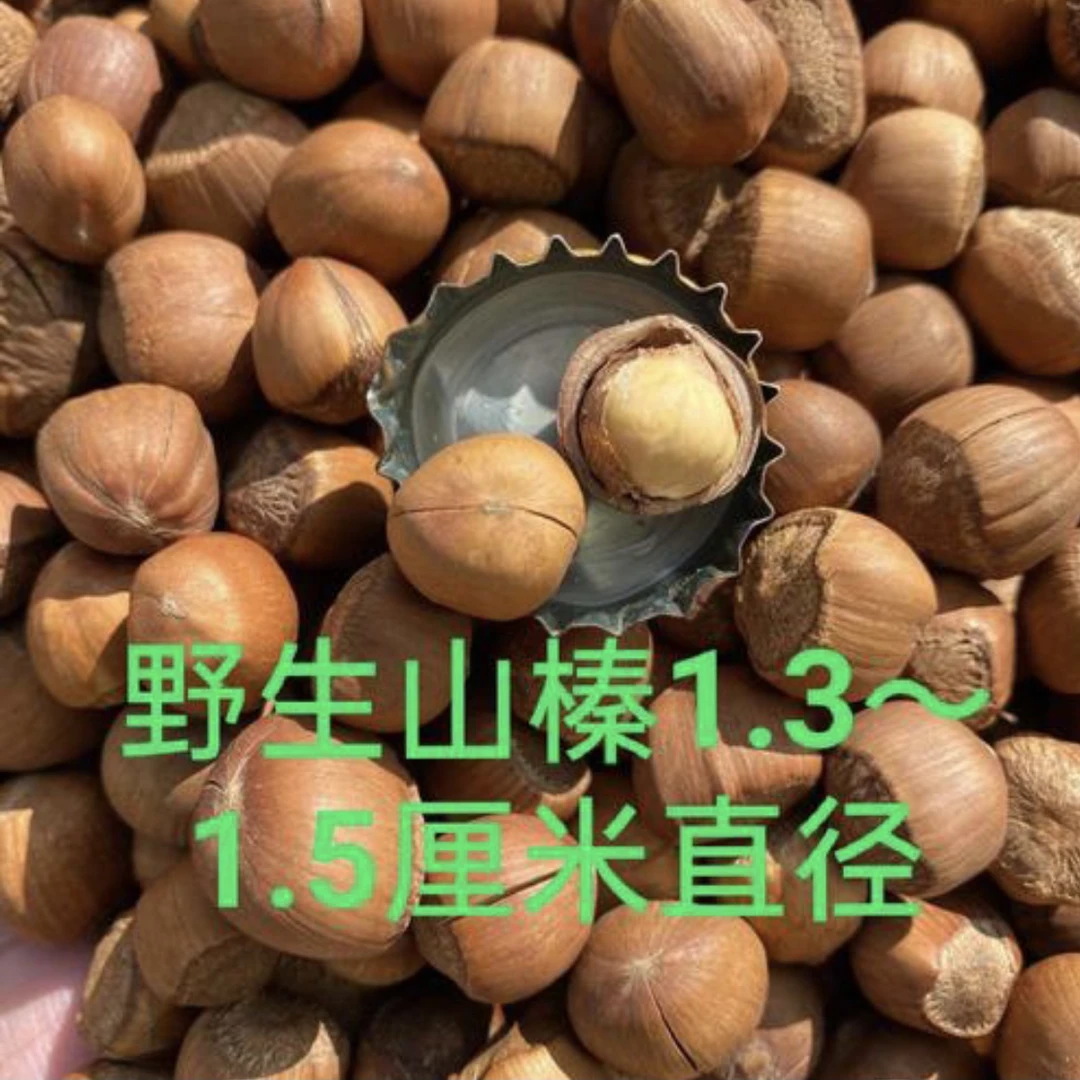 东北野生山榛子！大颗粒（熟）（送工具夹一个）：3斤～5斤！带工具一个