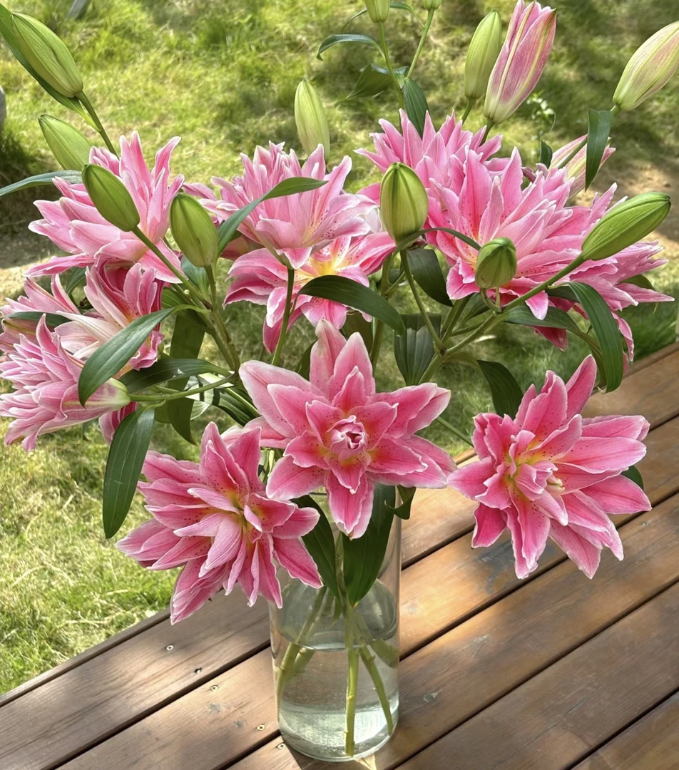 重瓣百合红美人根据当地天气上色程度不同