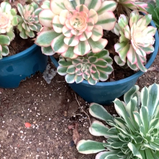 多肉植物荔枝145