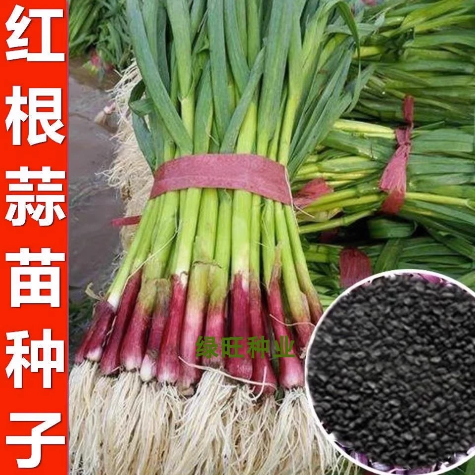 四川红根大蒜种子种籽大蒜头蒜种蒜苗自种红皮孑子四季苗红蒜特大