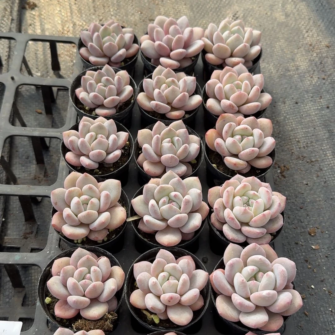 美人一组量拍15-195