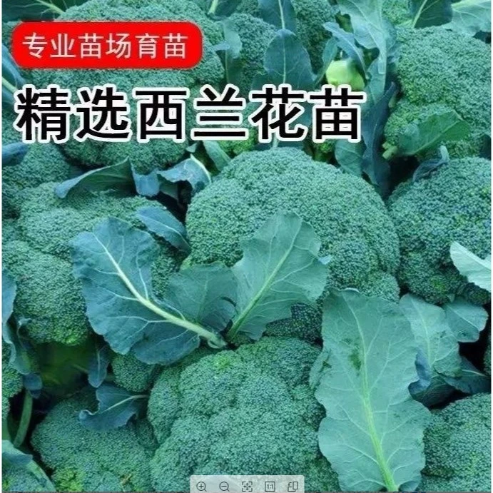 正品西兰花苗有机花菜苗秧苗蔬菜苗西蓝花大苗四季阳台盆栽大种苗