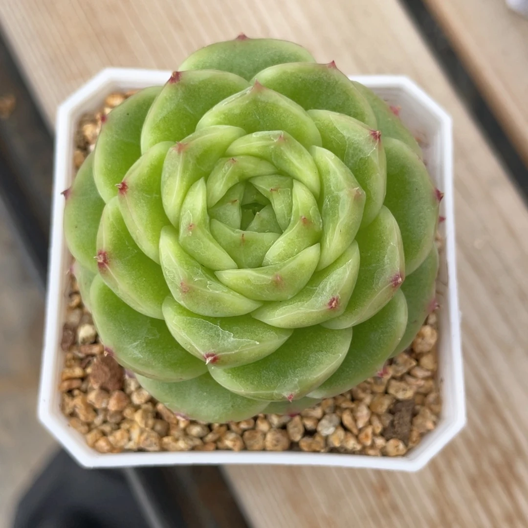 优选麦杆包子1093