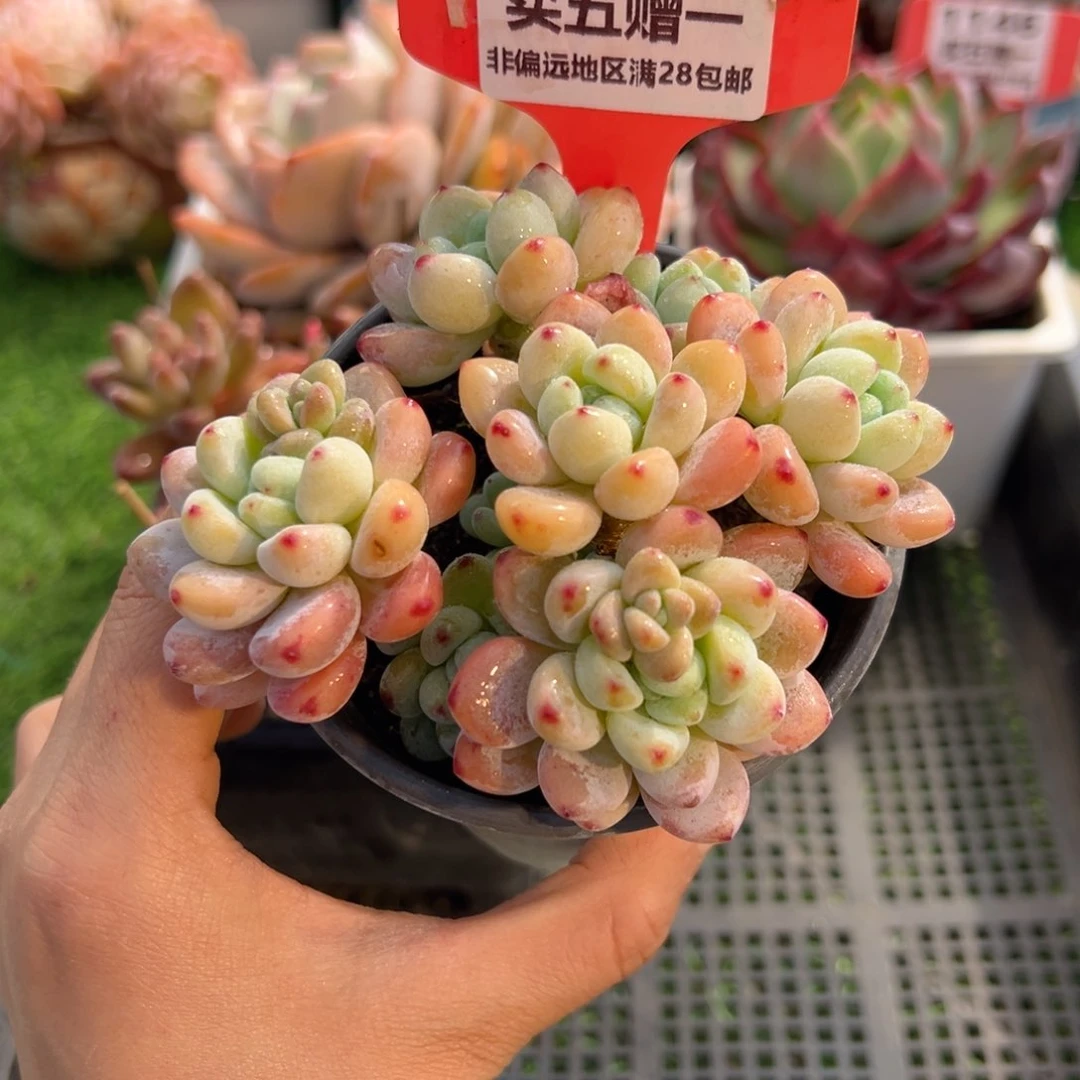 表妹精品多肉1148.