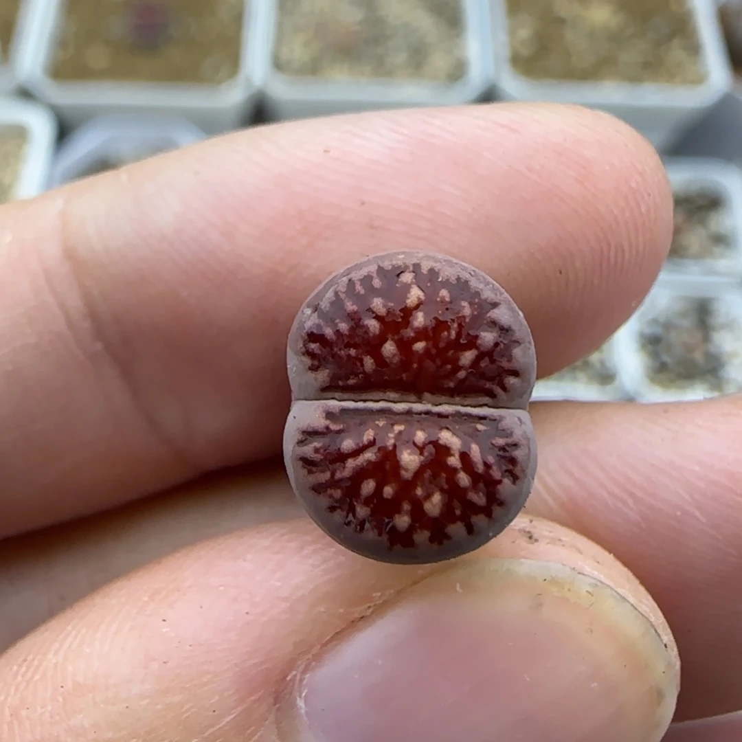 607紫菊清框福利30包邮