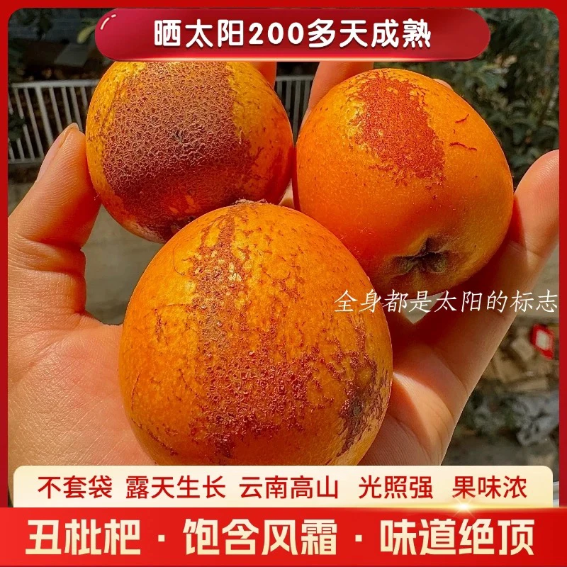 云南昭通高山丑枇杷不套袋野生琵琶产地直发新鲜采摘顺丰五斤包邮