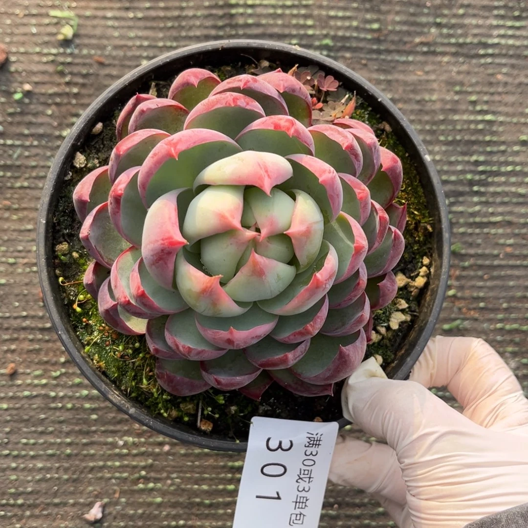 301惊鸿仙子多肉植物……