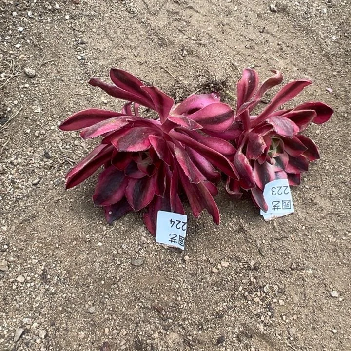 @***改爱丽丝锦两颗多肉植物223-24