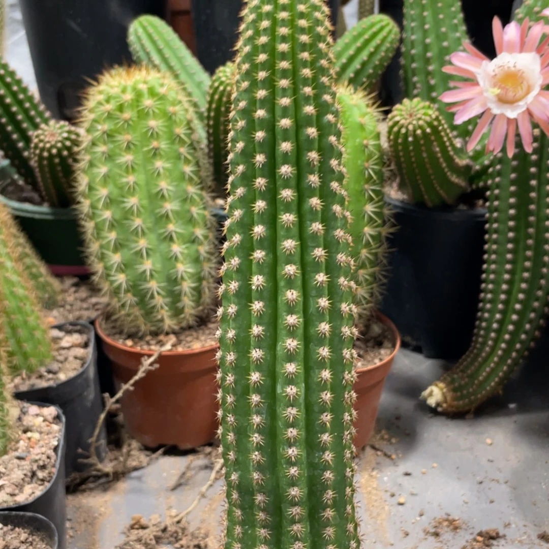 新品金妞紫罗兰自根一杯