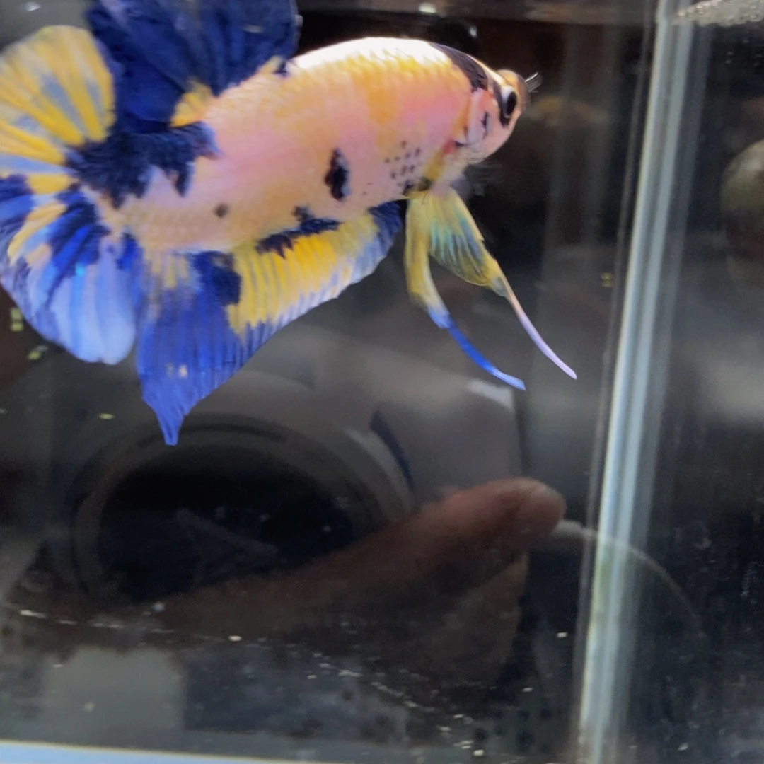 斗鱼353巨斗1星1111巨