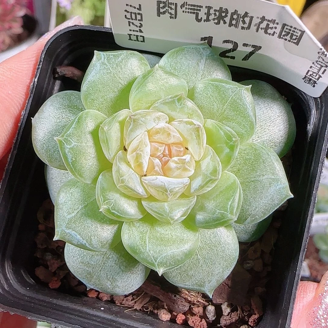 0721-:-127初夏糖心珍妮