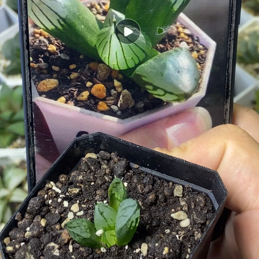 裹般若实生2号一物一拍
