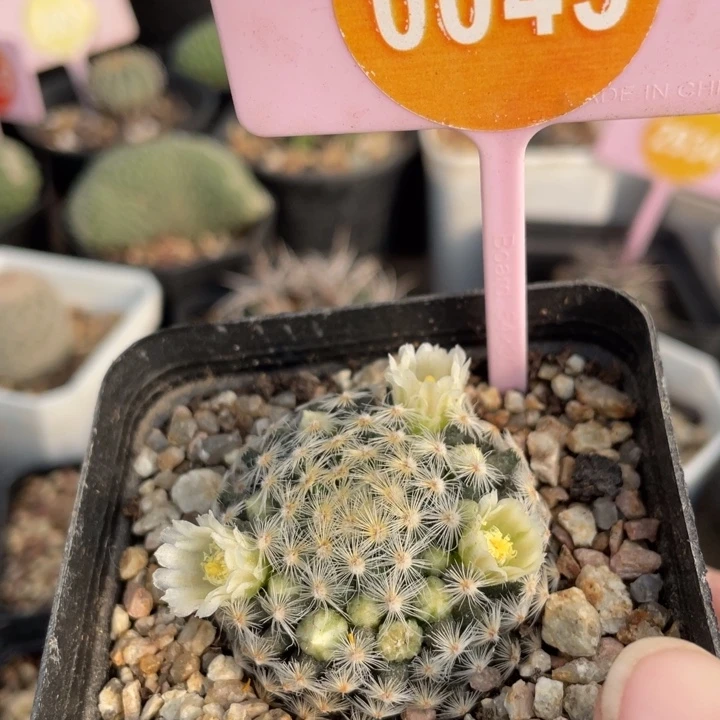 实生明星00430000000