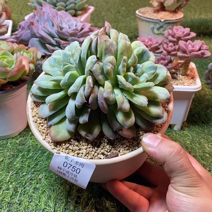 0750啊啊啊啊啊啊啊啊啊