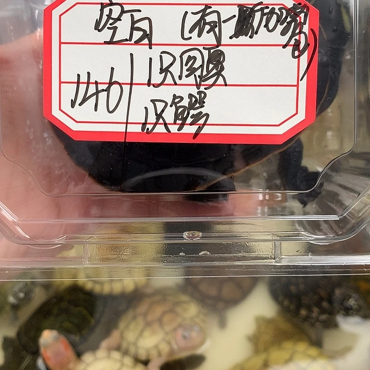 绿毛龟母qqqqqqqqqqq