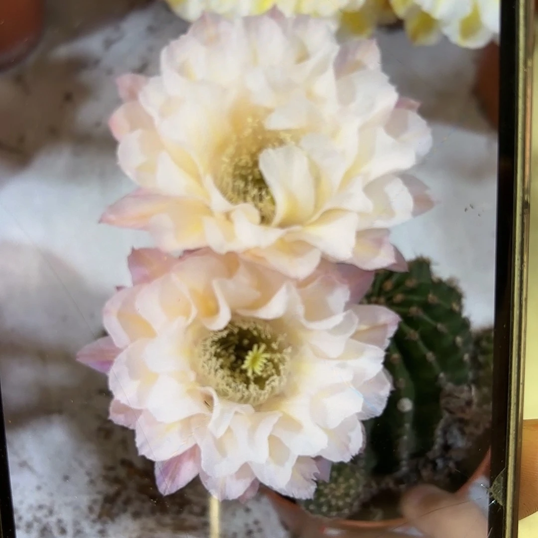 彩草13姨2.5公分侧牙