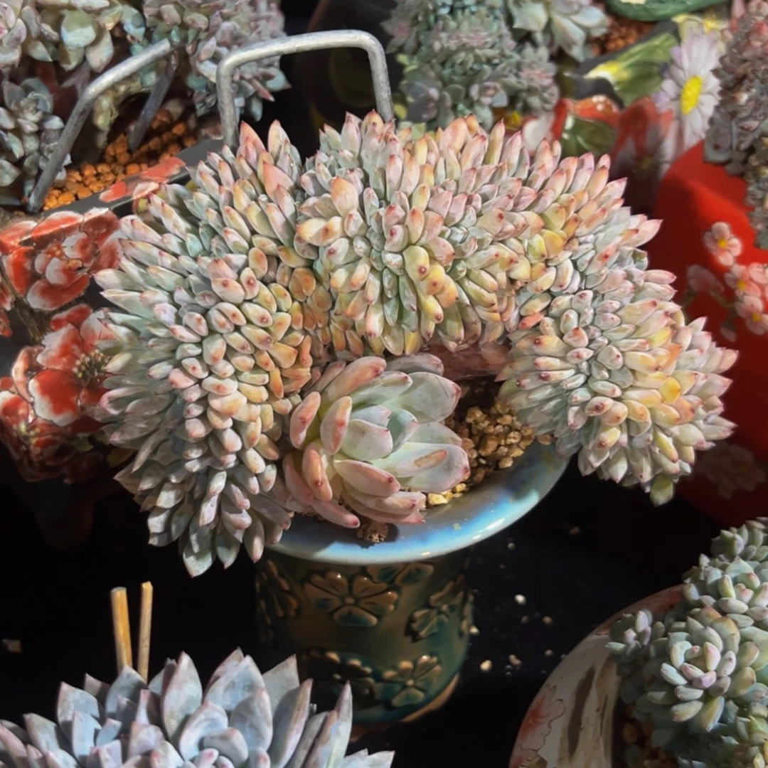 星影 星影 星影 星影