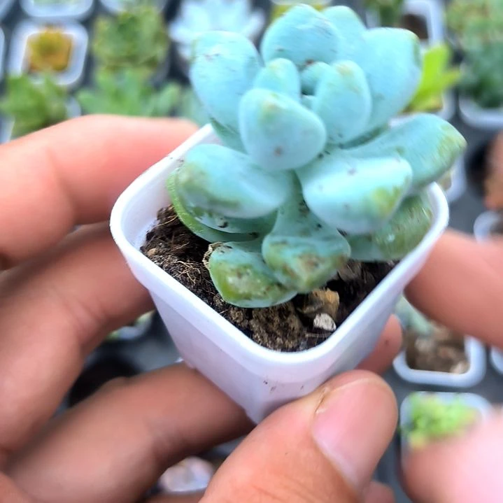 天使之泪，满5元包邮