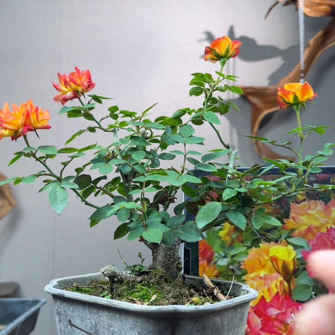 乐***鑫少量花朵（建议范围：2朵-5朵 或40%以下）