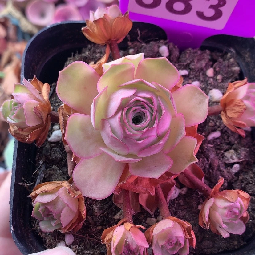 【闪购商品】初见383
