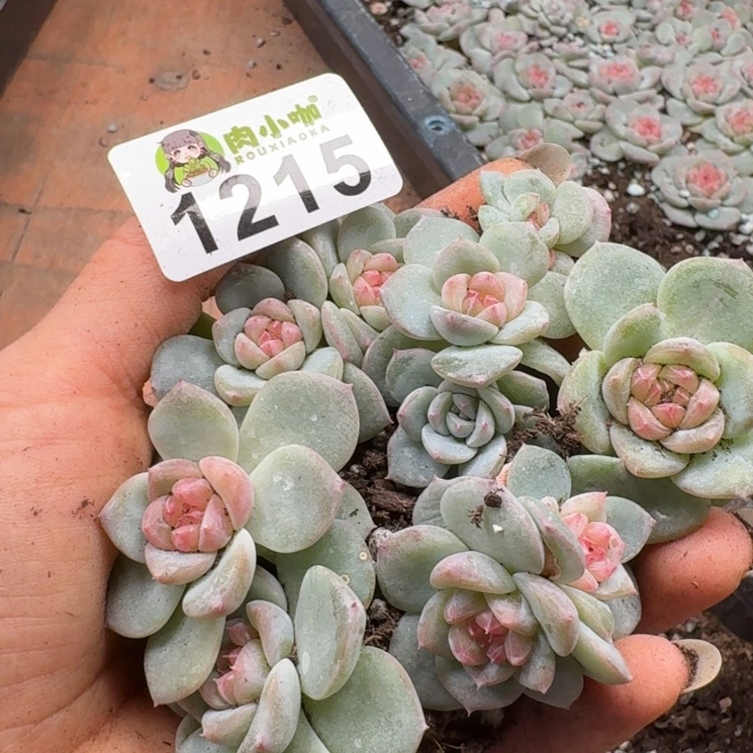 多肉植物多肉植物