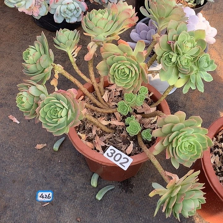 302绿蔷薇 一物一拍多肉