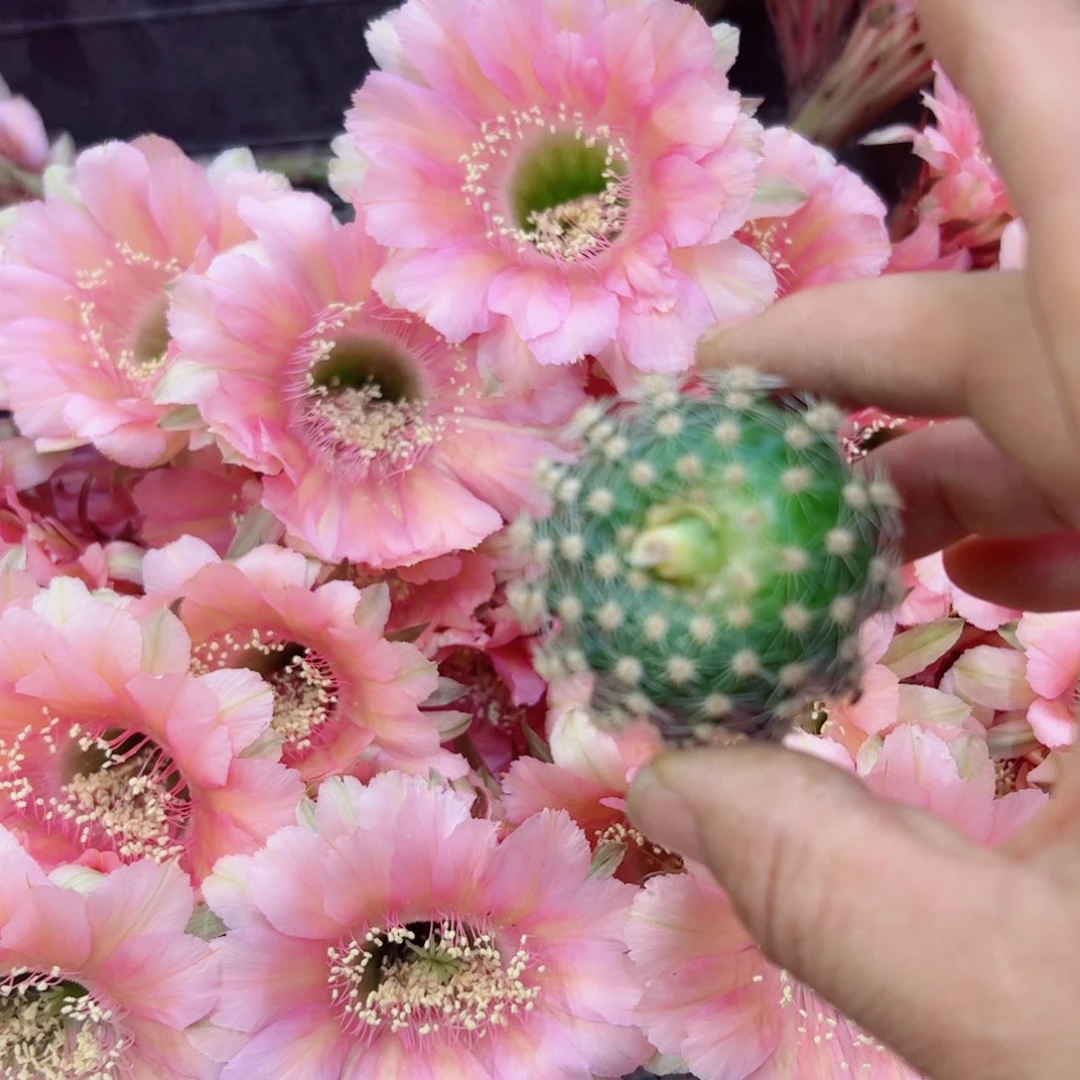 下14金刚30歪无根侧牙4公分左右20包邮