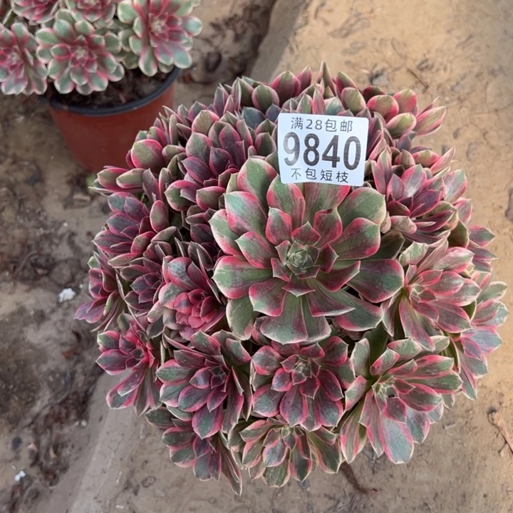 浣纱多肉植物法师9840