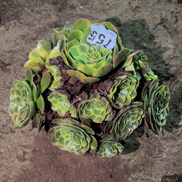 755雨荷多肉植物不售后