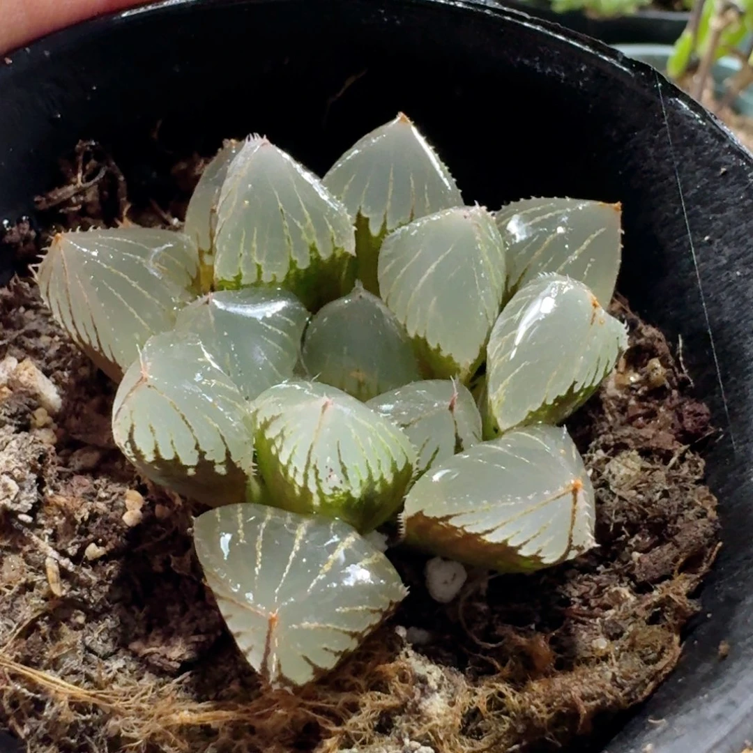 604糯米玉露脱土发货