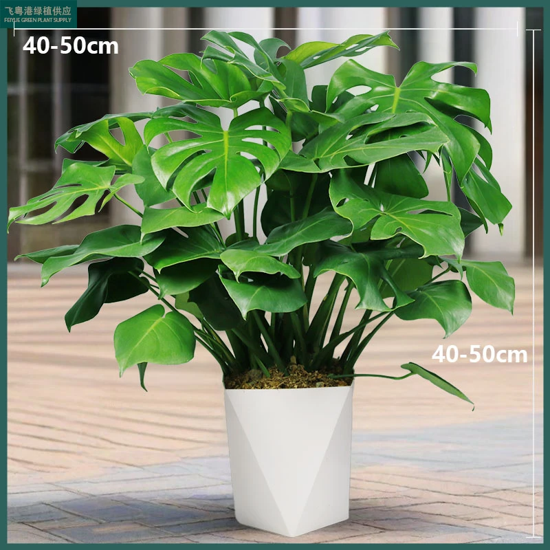 龟背竹大叶开背盆栽室内客厅绿植土培水培净化空气四季常青