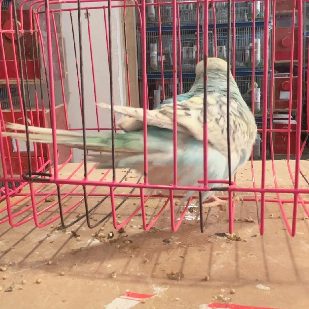 虎皮鹦鹉我的小姐姐