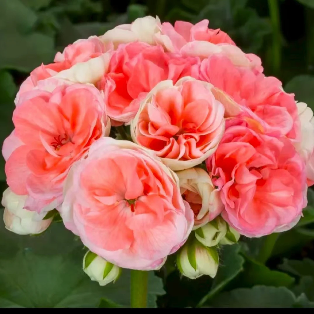 瑞典玫瑰小姐 矮颗重瓣直立天竺葵（全场拍三发四随机）