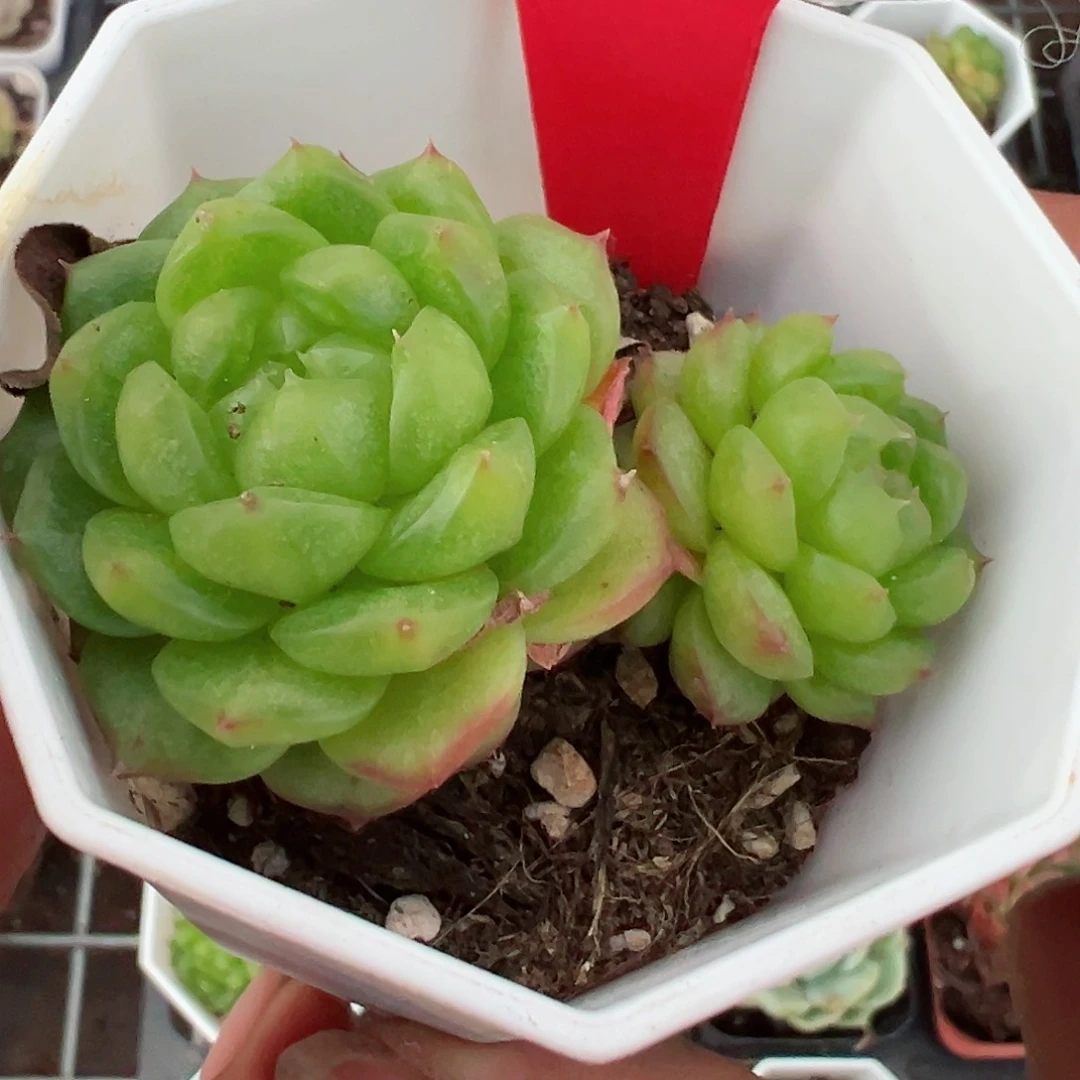 171灯泡珍妮十八bao y