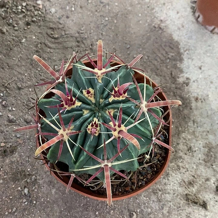 25856858586858683536359